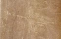 Nazca Bird